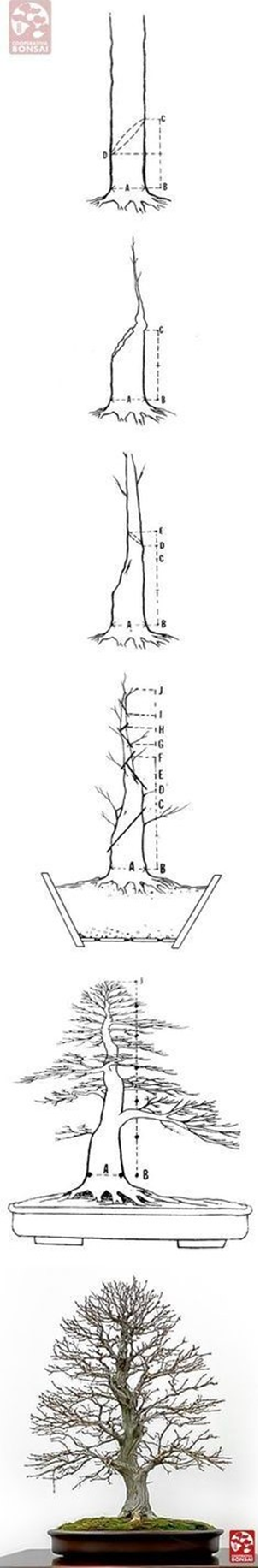 Proyecto Almez (Celtis Australis) Defini10