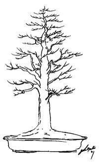 Arce campestre prebonsai ( o ex-bonsai) Ed44ca10