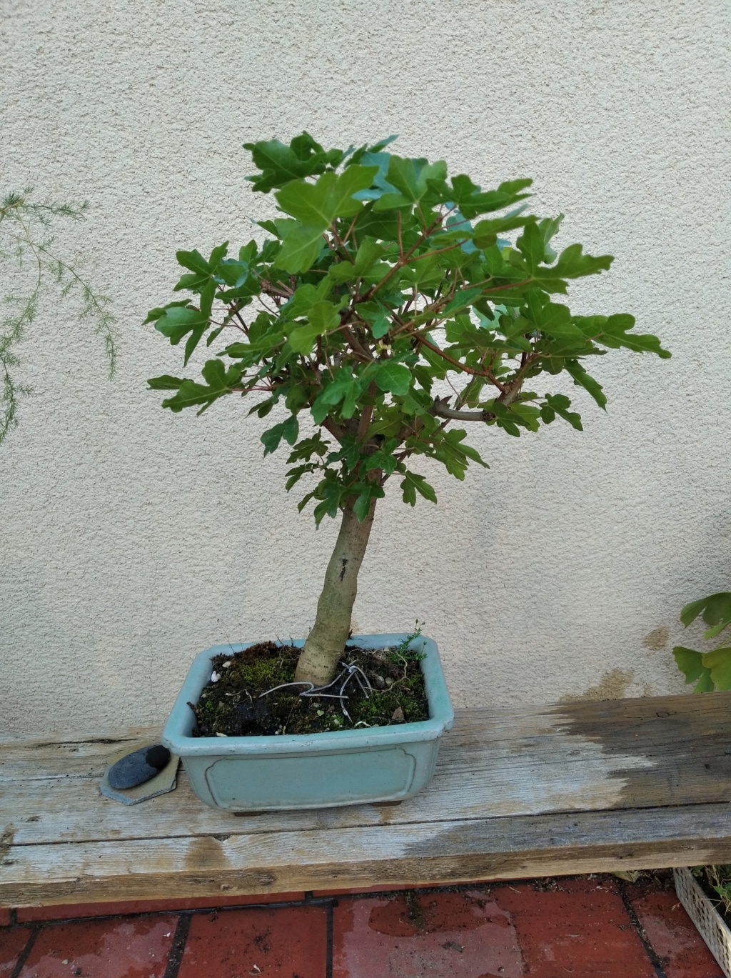 Arce campestre prebonsai ( o ex-bonsai) Img_2012