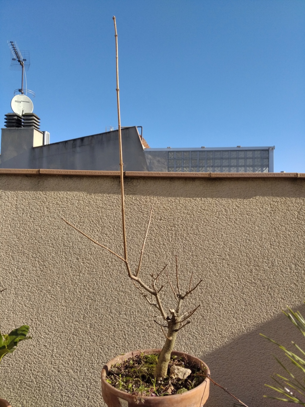 Arce campestre prebonsai ( o ex-bonsai) Img_2014