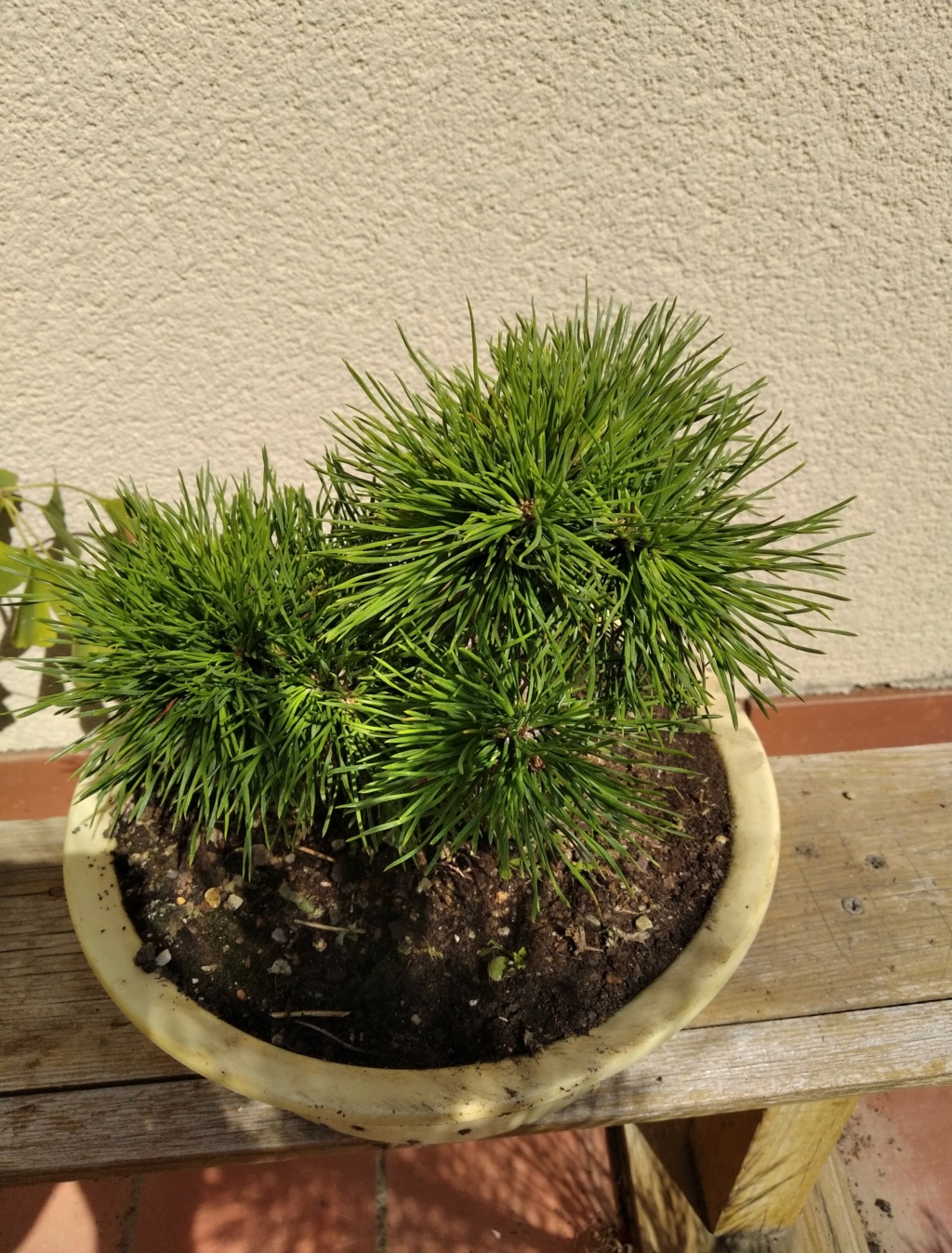 Pino silvestre (Pinus sylvestris) desde cero Img_2019