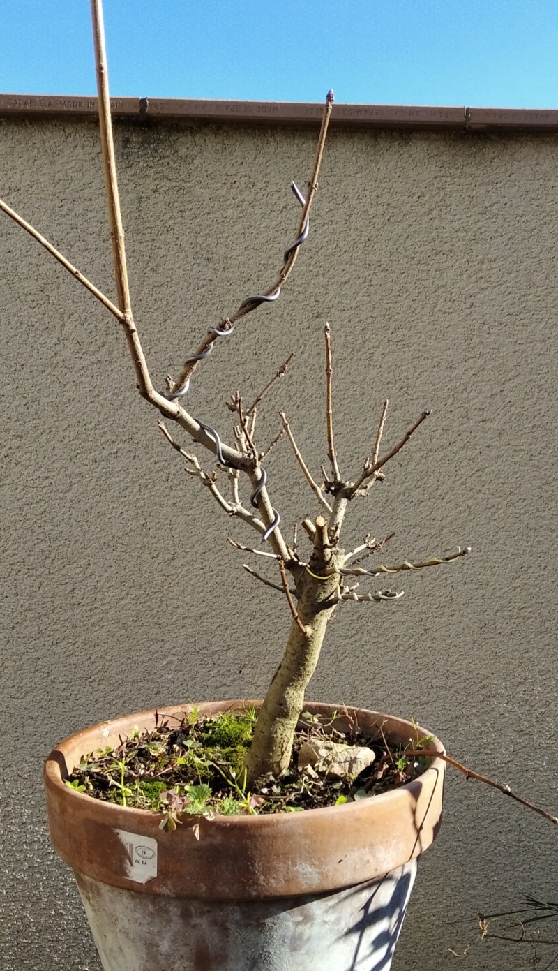 Arce campestre prebonsai ( o ex-bonsai) Img_2037