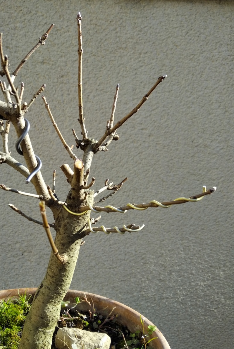 Arce campestre prebonsai ( o ex-bonsai) Img_2038