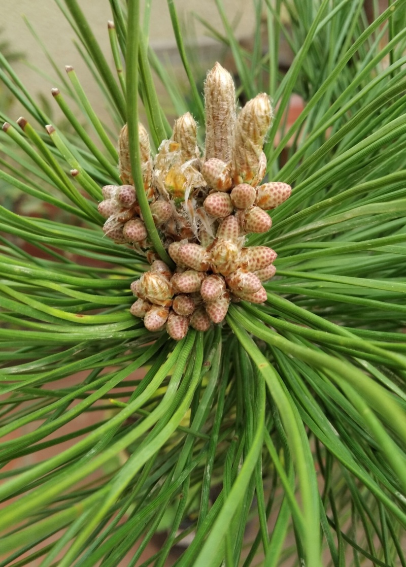 Pino Negro Japonés (Pinus thunbergii), Formación en Moyogui - Página 2 Img_2104