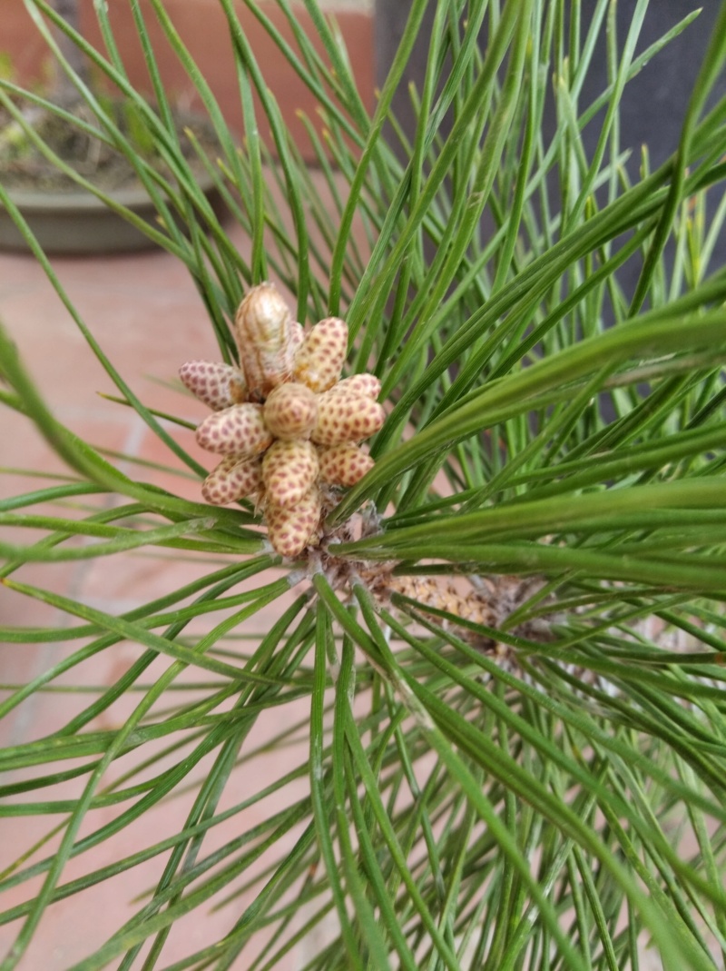 Pino Negro Japonés (Pinus thunbergii), Formación en Moyogui - Página 2 Img_2105