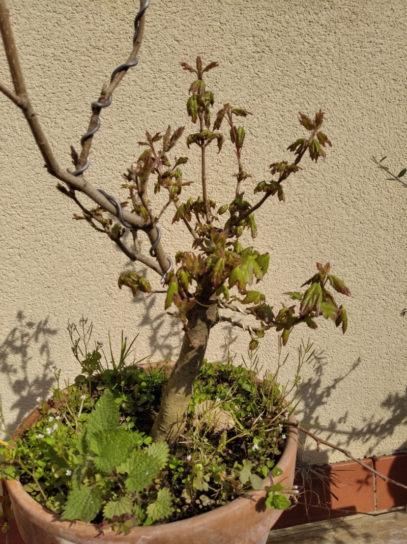Arce campestre prebonsai ( o ex-bonsai) Img_2108
