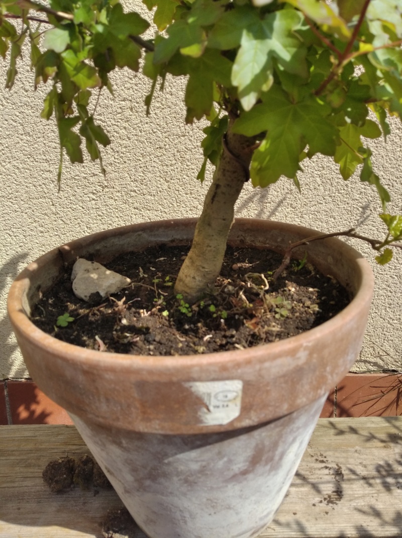 Arce campestre prebonsai ( o ex-bonsai) Img_2112