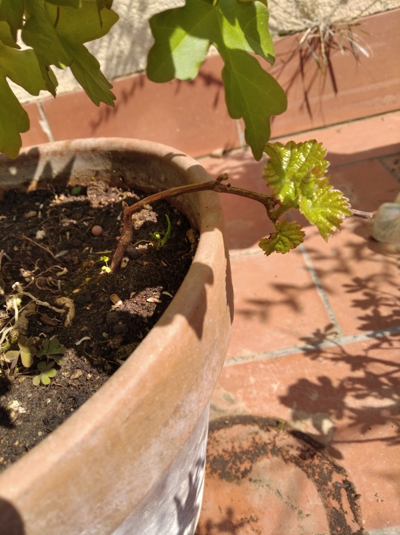 Arce campestre prebonsai ( o ex-bonsai) Img_2113