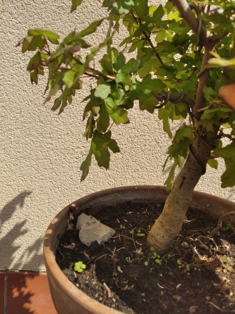 Arce campestre prebonsai ( o ex-bonsai) Img_2114