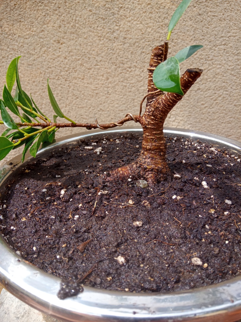 Ficus Tiguer Bark shohin desde Esqueje Img_2138