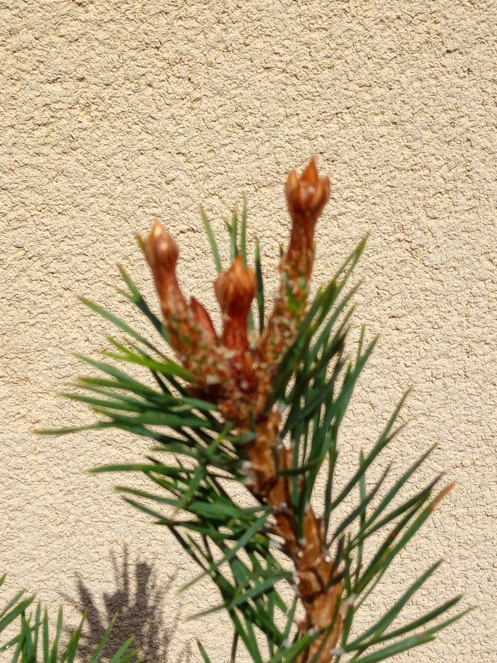 Pino silvestre (Pinus sylvestris) desde cero Img_2149