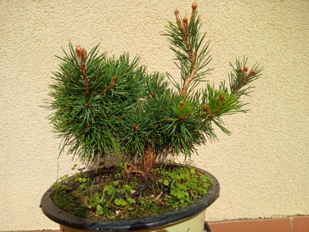 Pino silvestre (Pinus sylvestris) desde cero Img_2150