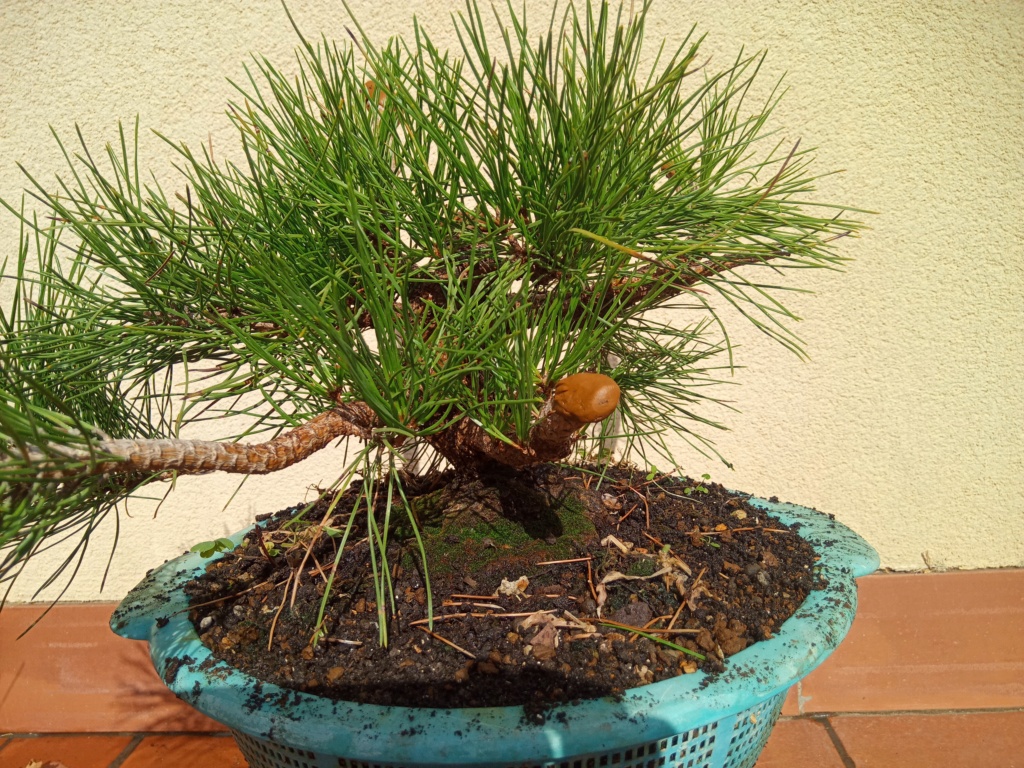 Pino Negro Japonés (Pinus thunbergii), Formación en Moyogui - Página 2 Img_2153