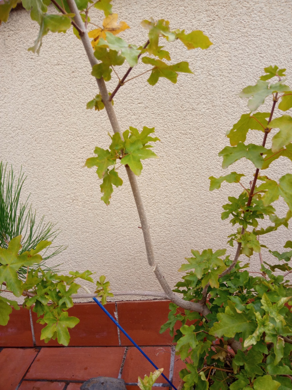 Arce campestre prebonsai ( o ex-bonsai) Img_2168
