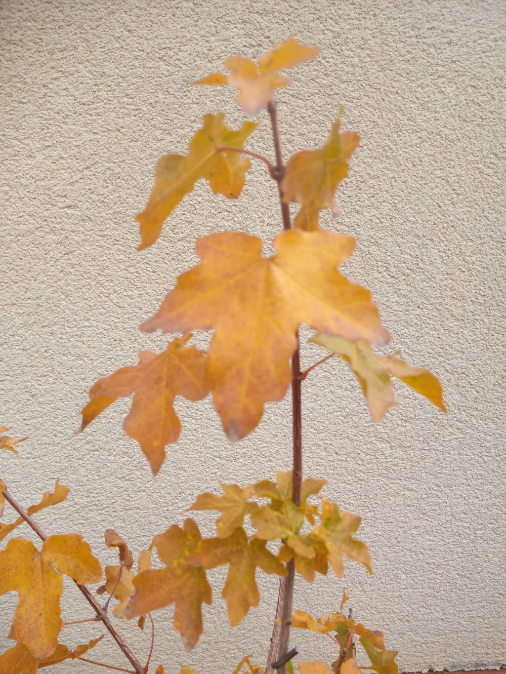 Arce campestre prebonsai ( o ex-bonsai) Img_2191