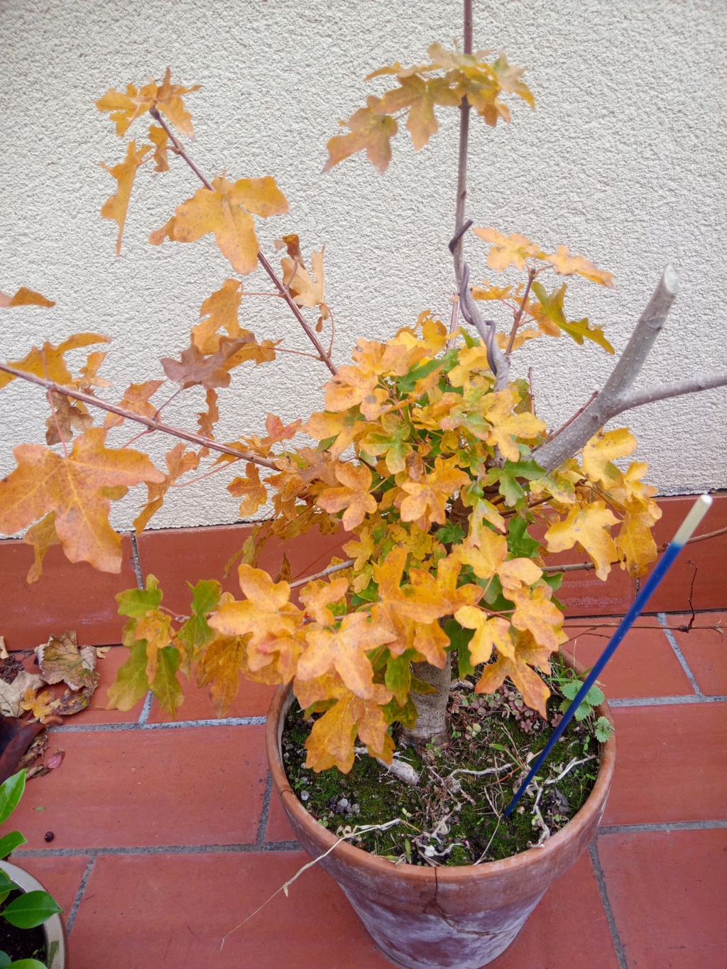 Arce campestre prebonsai ( o ex-bonsai) Img_2192