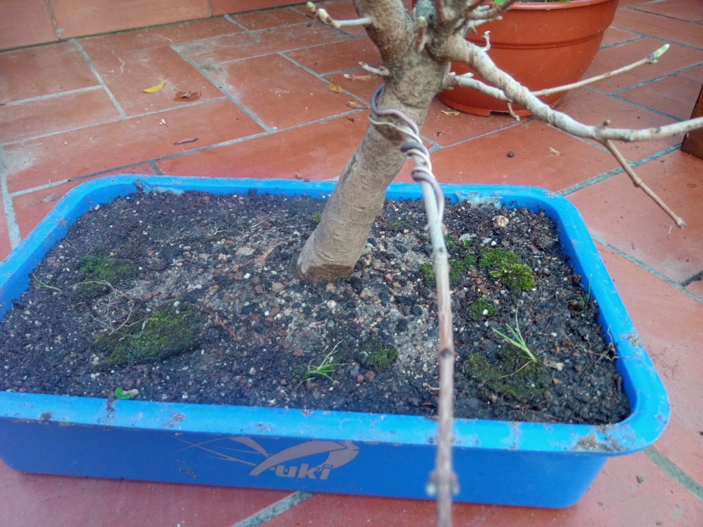 Arce campestre prebonsai ( o ex-bonsai) Img_2218