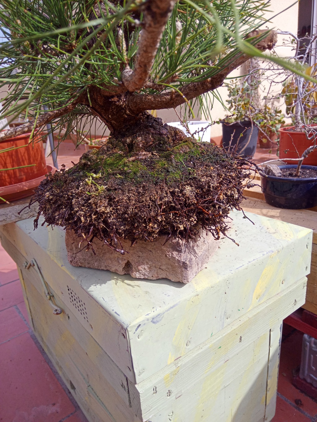 Pino Negro Japonés (Pinus thunbergii), Formación en Moyogui - Página 3 Img_2233