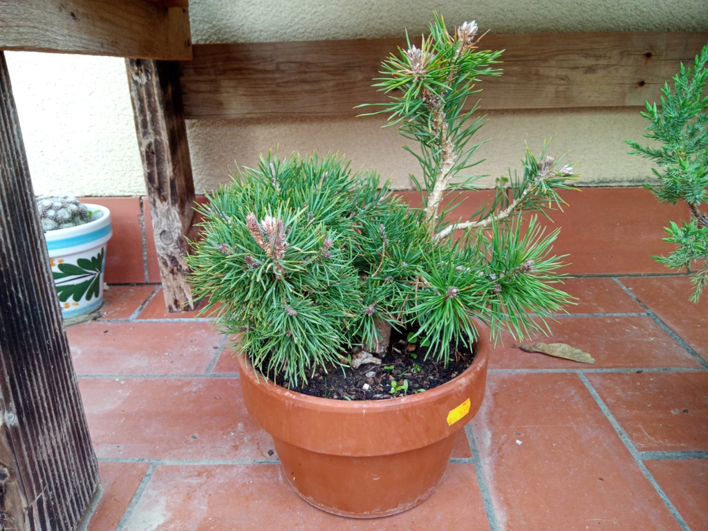 Pino silvestre (Pinus sylvestris) desde cero Img_2243