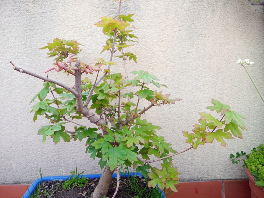 Arce campestre prebonsai ( o ex-bonsai) Img_2246