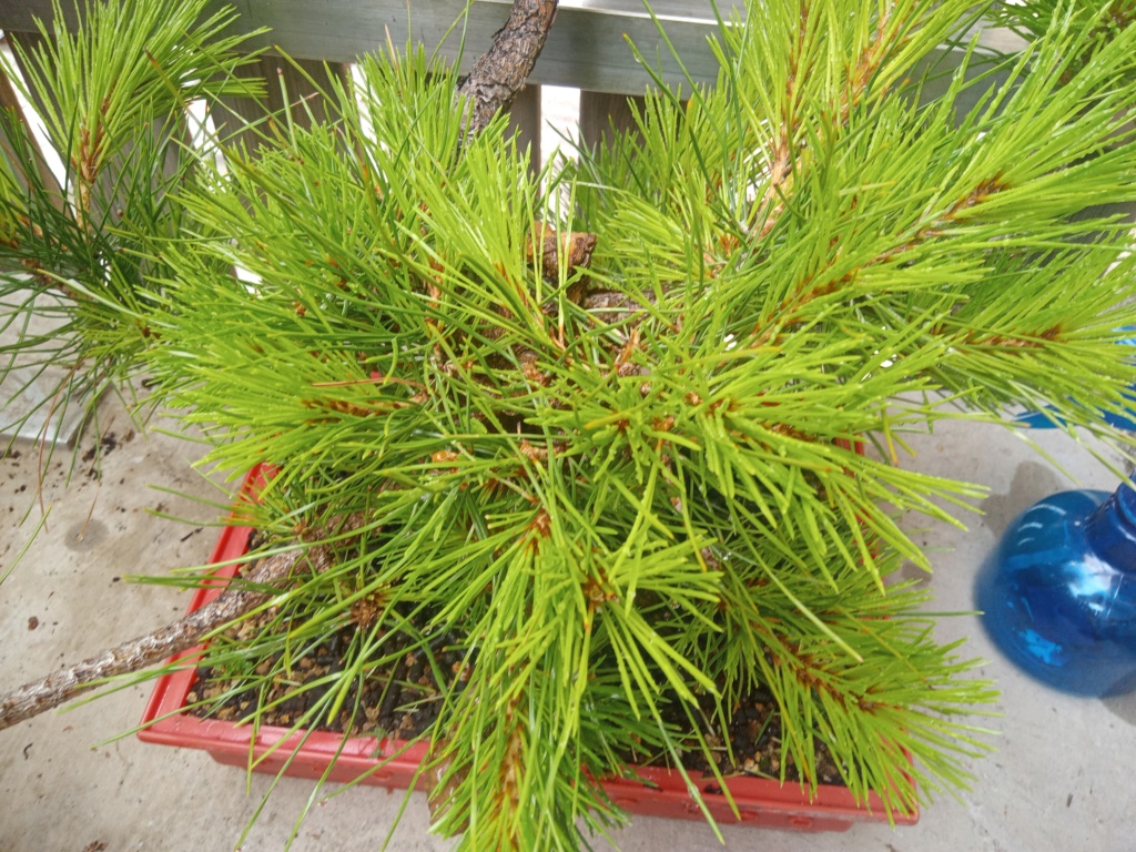 Pino Negro Japonés (Pinus thunbergii), Formación en Moyogui - Página 3 Img_2261