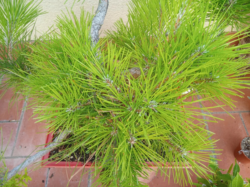 Pino Negro Japonés (Pinus thunbergii), Formación en Moyogui - Página 3 Img_2273