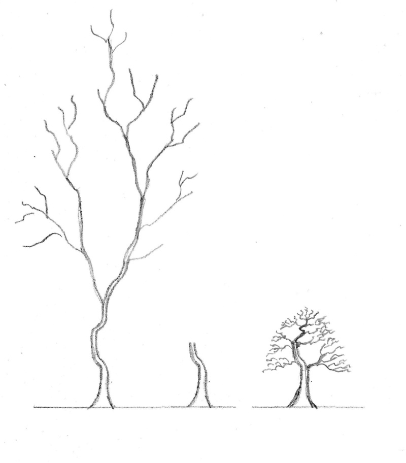 Arce campestre prebonsai ( o ex-bonsai) Maplep10