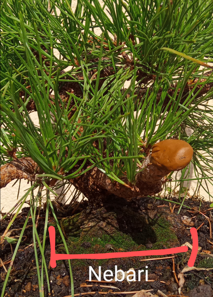 Pino Negro Japonés (Pinus thunbergii), Formación en Moyogui - Página 2 Screen11