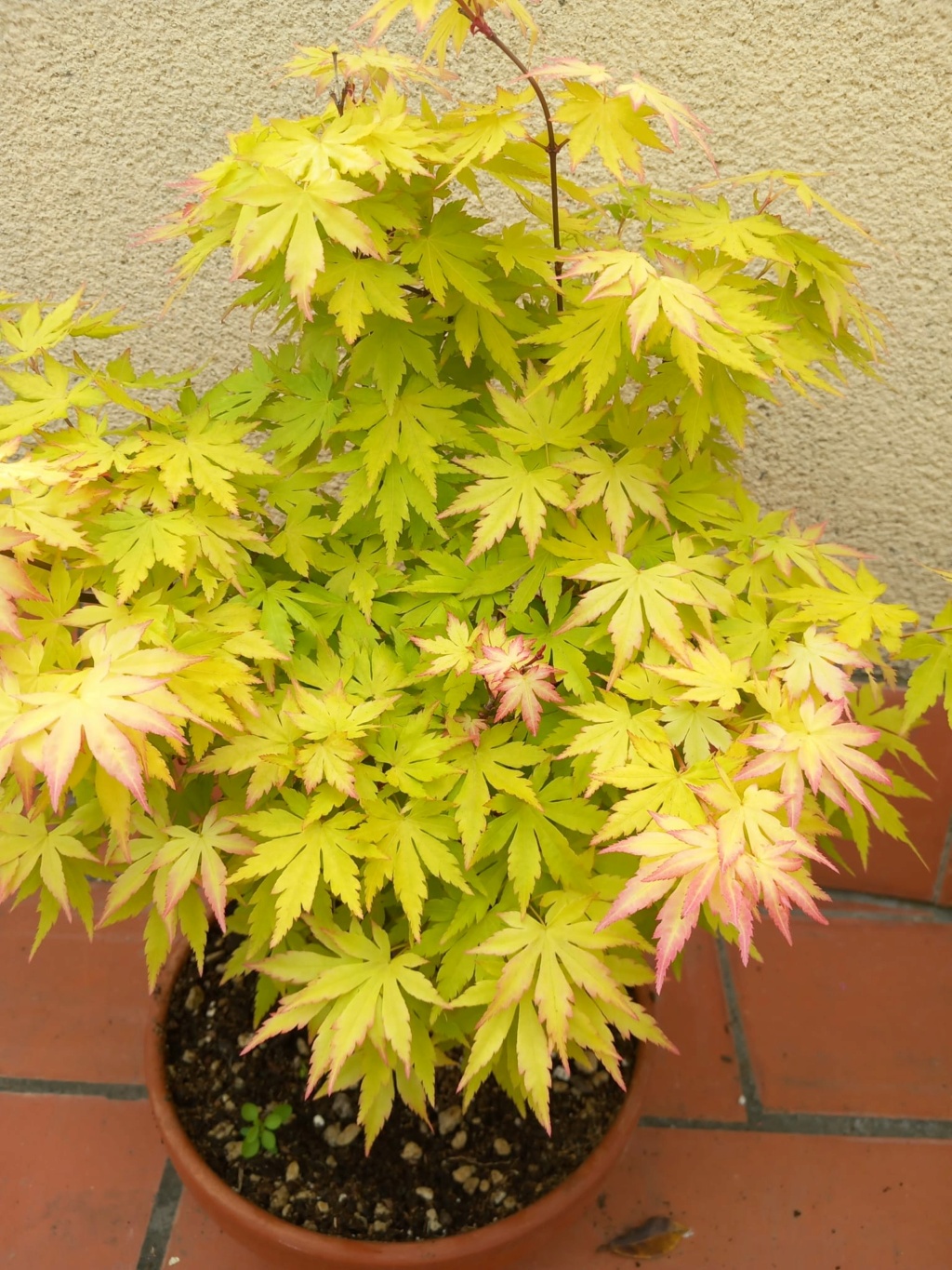 Arce Palmatum Orange Dream Doble tronco - Página 2 Whatsa17