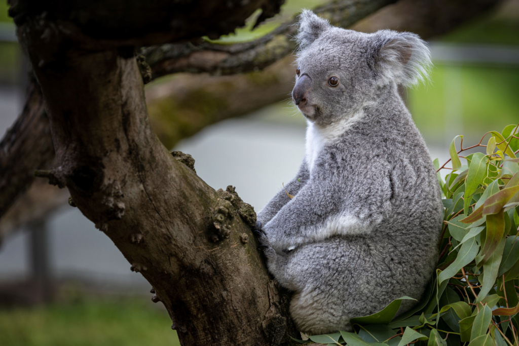 Sandy Zoo Fotos 2021 und 2022 Koala_10