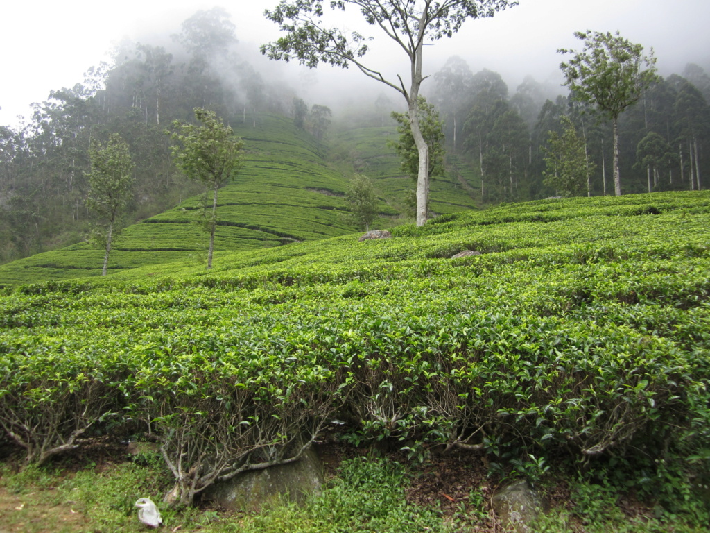 Idées de circuits en Inde du Sud en août Img_3810