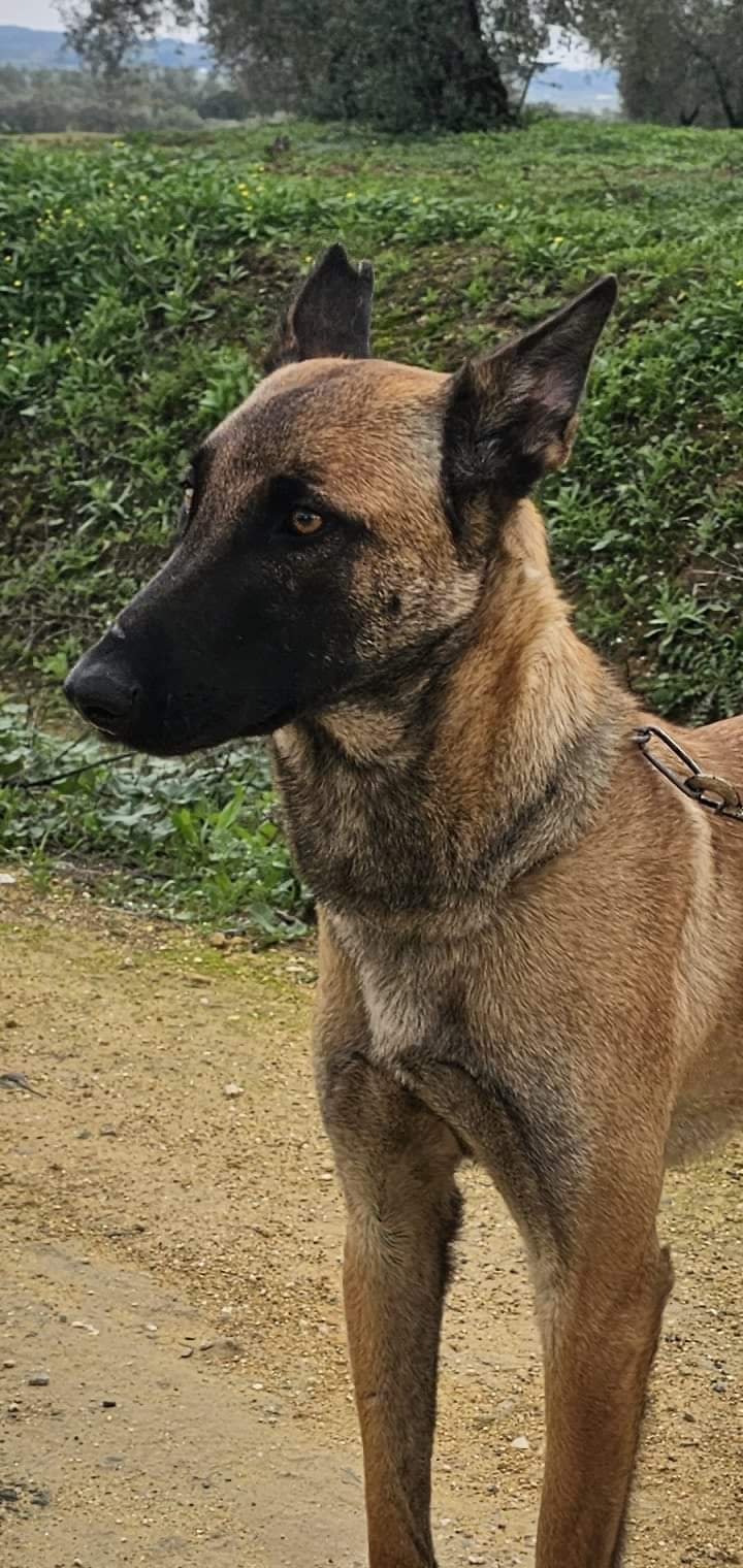 MALI - BERGER BELGE MALINOIS - ES (MN) ✓ Fb_i6823