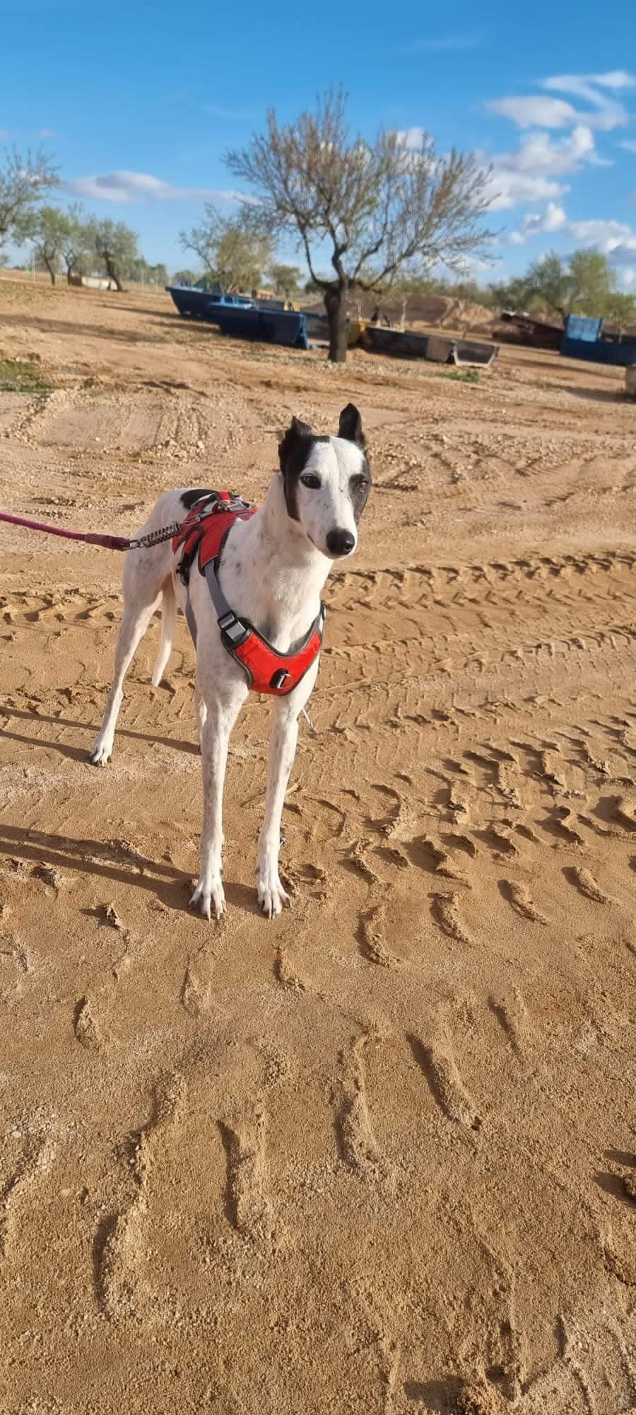 PETER - GALGO - NOIR & BLANC - ES (SA) ✓ Fb_i7858