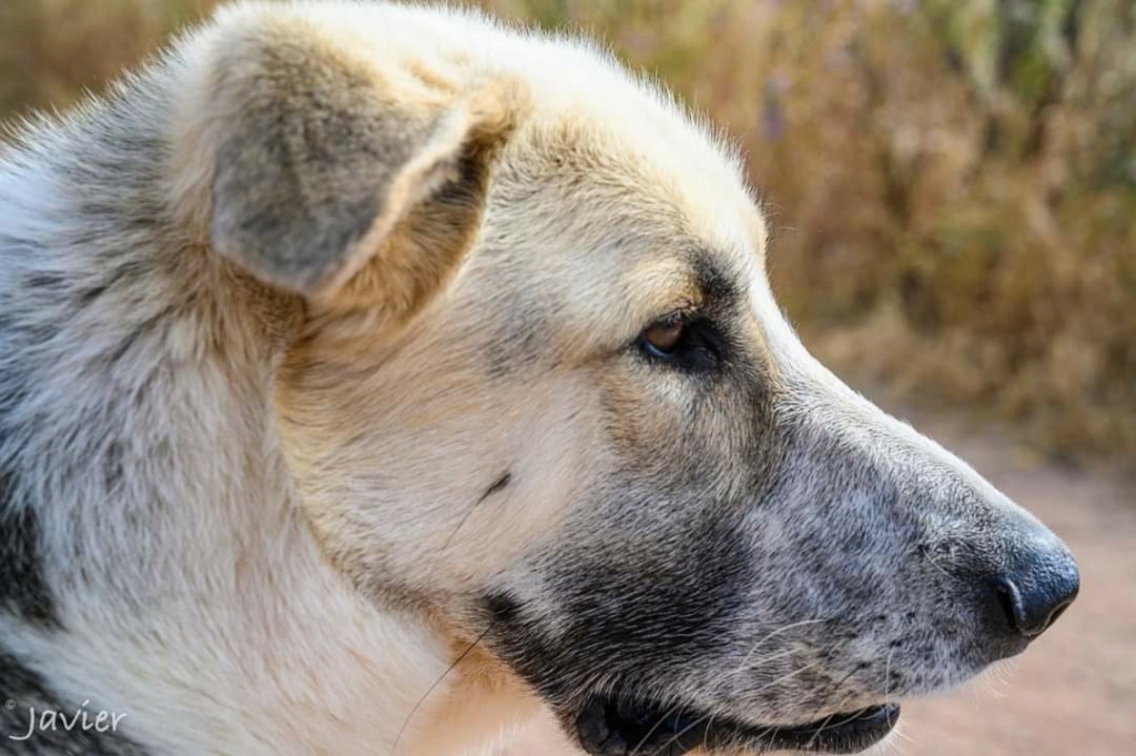 KIKO - CROISÉ BERGER ALLEMAND - ES (EV) ✓  Fb_i8333