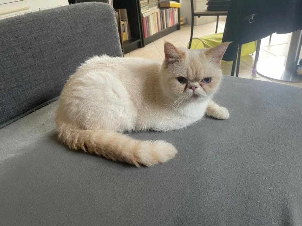 CHICO - X EXOTIC SHORTHAIR - ES (LGP) Fb_i9690