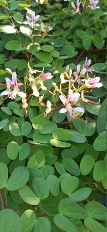 Bauhinia yunnanensis - Page 6 16648712