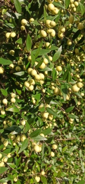 Myrtus communis - myrte commun - Page 2 16698710