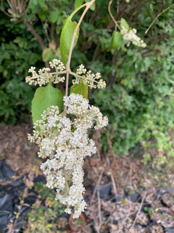 Buddleja dysophylla 1d69ae10