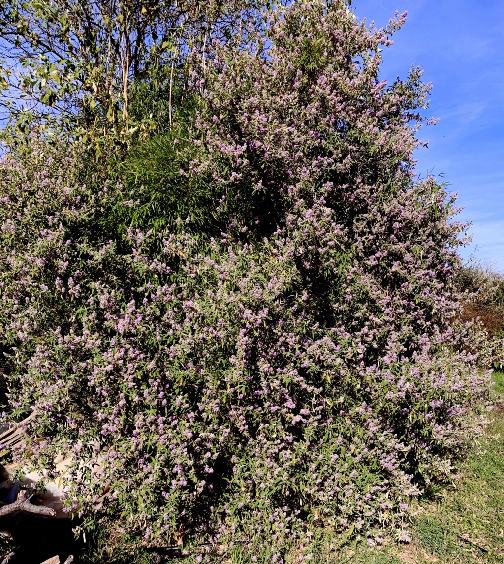 Buddleja officinalis - Page 2 81613110