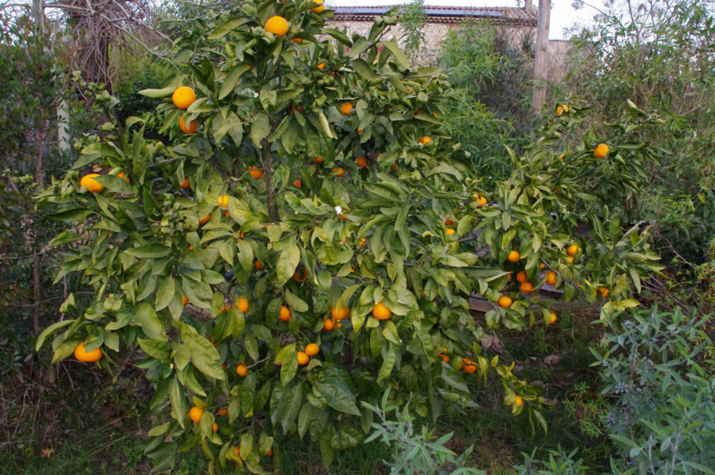 Jadero07- jardin d'acclimatation en sud Ardèche - Page 5 Citrus10