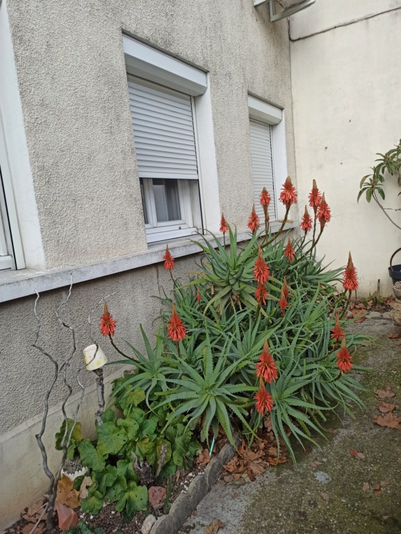 Aloe arborescens - Page 2 Img_2013