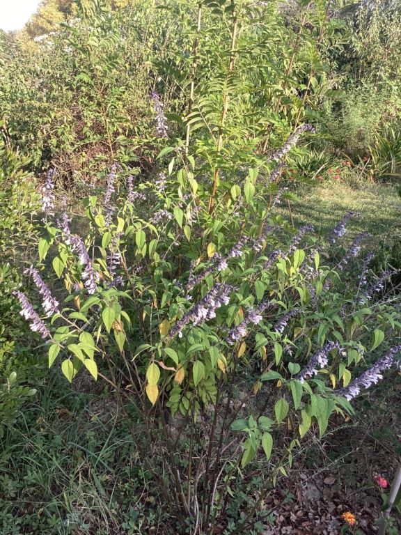 Salvia 'Phyllis Fancy' - Page 2 Img_2332