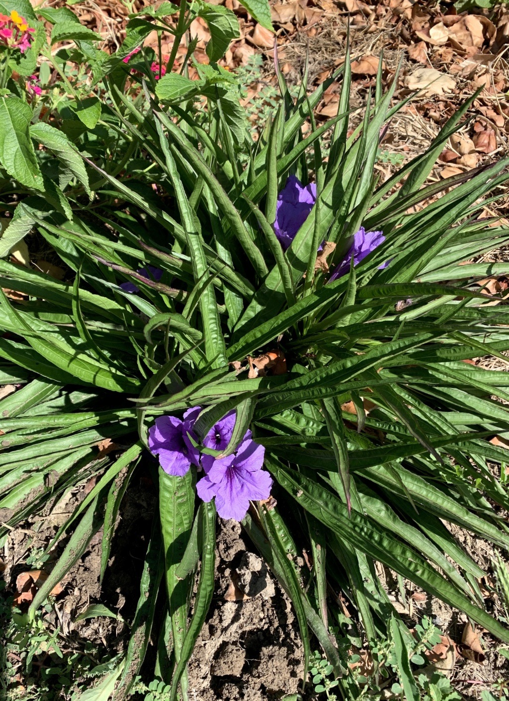 Ruellia simplex - Page 3 Img_2414