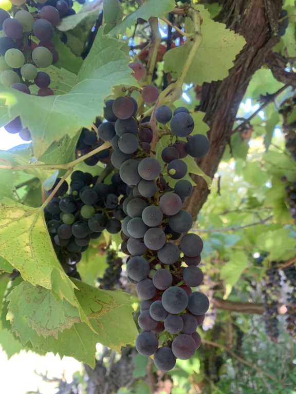 Vitis vinifera - vigne Img_2419