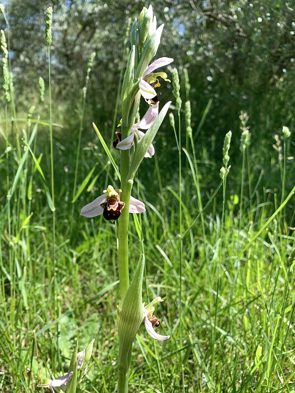 Ophrys apifera - ophrys abeille - Page 4 Img_6220