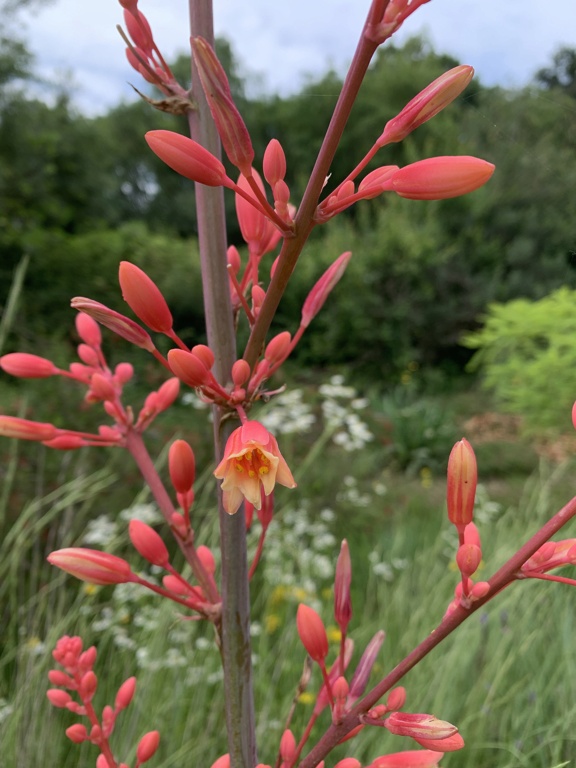 Hesperaloe parviflora - Page 3 Img_6810