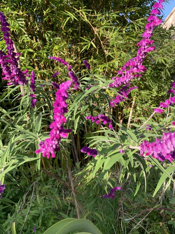 Salvia - Floraisons du moment 2024 Img_8213