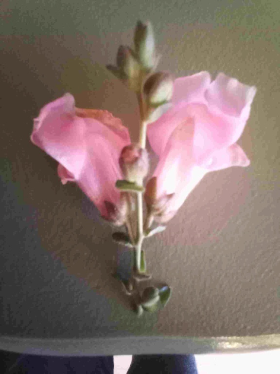 quel esr cetteplante fleurie Image013