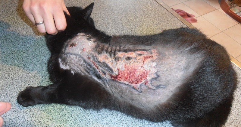 Guerre déclarée contre la personne qui torture des chats Acidec10