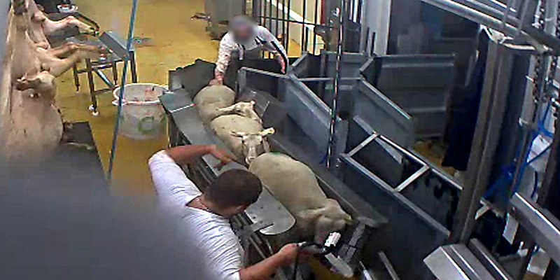 Un Abattoir bio en France "un scandale" Mouton10